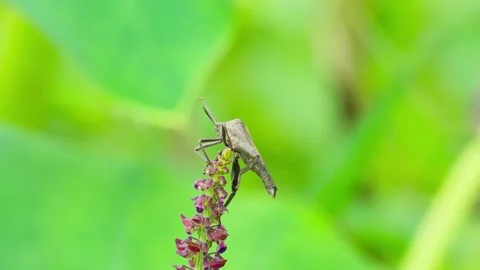 Bugs on flower shoots Stock Footage 270049748