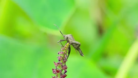 Bugs on flower shoots Stock Footage 270049863