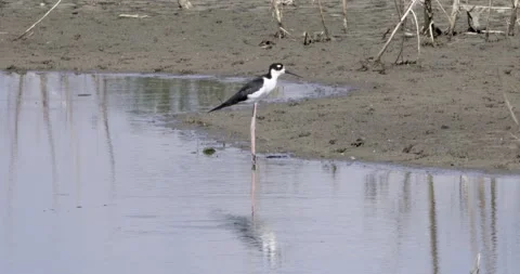 Bugs Fly around as a Black-Necked Stilt Chirps Stock Footage 253829100