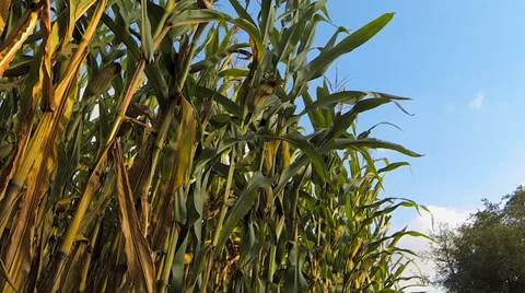 Bugs Fly Around Corn Stalks Stock Footage 36135571