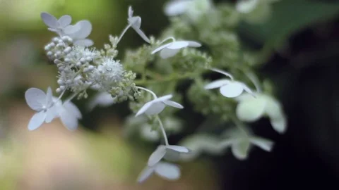 Bugs Flying Around Flowers Stock Footage 73836561