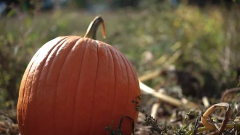 Bugs flying around a pumpkin in a pumpkin patch Stock Footage 87270406