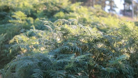 Bugs Flying Video stock 90860982