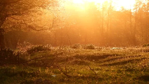 Bugs flying in grass at sunset, spring time Stock Footage 89670485
