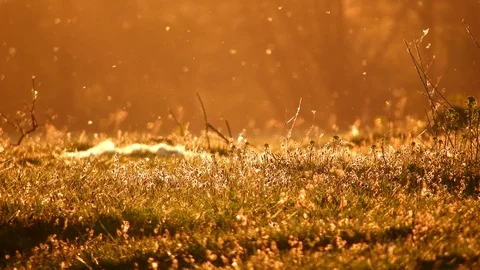 Bugs flying in grass at sunset, spring time Stock Footage 89671077