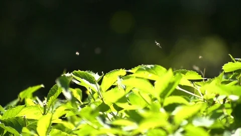 Bugs flying in slowmotion 01 Stock Footage 87487035