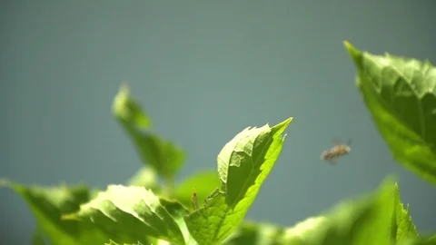 Bugs flying in slowmotion 03 Stock Footage 87487037