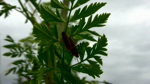Bugs Stock Footage 830344