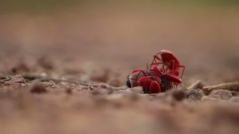 Bugs in forest Vidéo 106699598