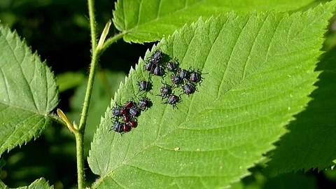 Bugs form a circular pattern on a large green leaf. Stock-Footage 73785252