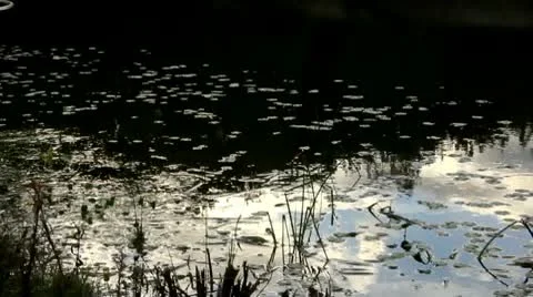 Bugs on a frog pond Stock Footage 9085775