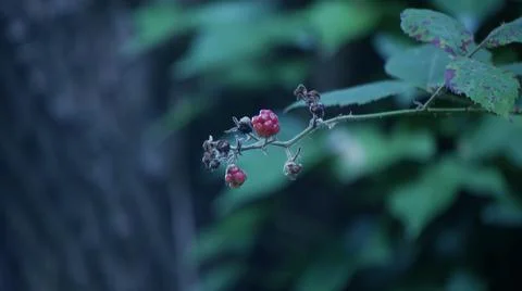 Bugs on a fruit Fotos de archivo