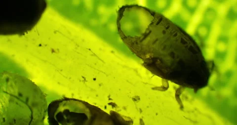 Bugs on the green leaf under a microscope. Insects inside of ill leaf Stock Footage 189664818