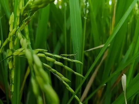 Bugs hit the rice Stock Photos