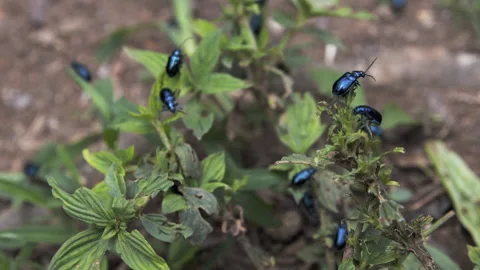 Bugs in Honduras beetle Stock-Footage 157467317