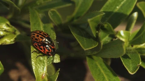 Bugs Hump Stock Footage 128777403