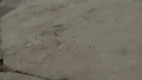 Bugs on the kitchen Stock Footage 141111351