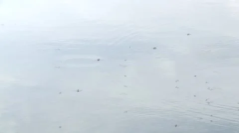 Bugs on lake surface 스톡 동영상 5500501