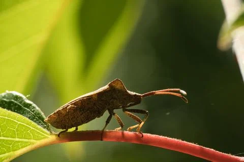 Bugs on a leaf in the garden. Macro shot of the insect Stock Photos