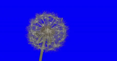 Bugs life Vídeos de archivo 156865416