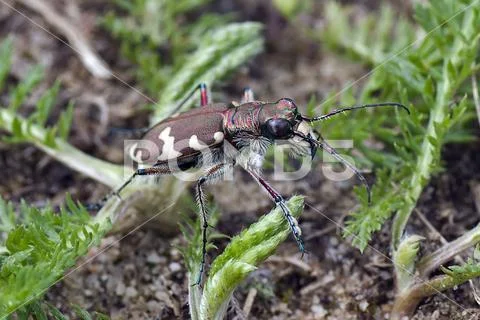 Bugs Life. Macro photo. Wild Nature Stock Photos