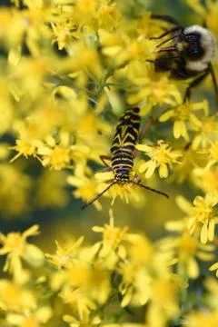 Bugs life Stock Photos