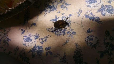 Bugs Life Stock Photos