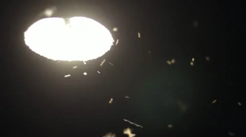 Bugs in light Stock Footage