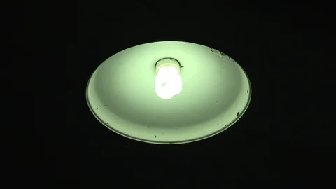 Bugs on a light Stock Footage 95545451