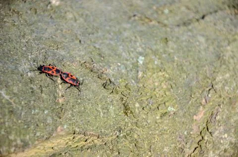 Bugs in love Stock Photos