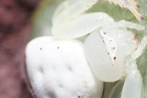 Bugs Macro/ crab spider Foto stock