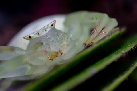 Bugs Macro/ crab spider Foto stock