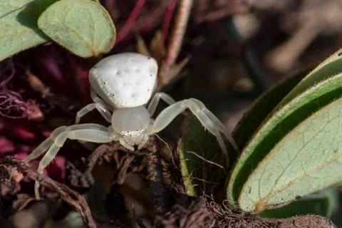 Bugs Macro/ crab spider Foto stock