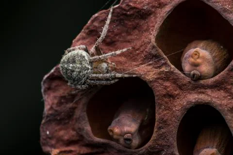 Bugs Macro/ spider Foto stock