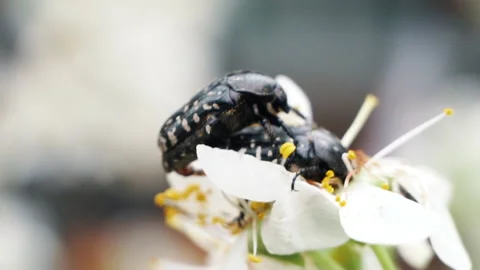 Bugs mating on flower, slow motion Stock Footage 154740742