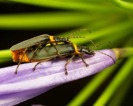 Bugs mating Stock Photos