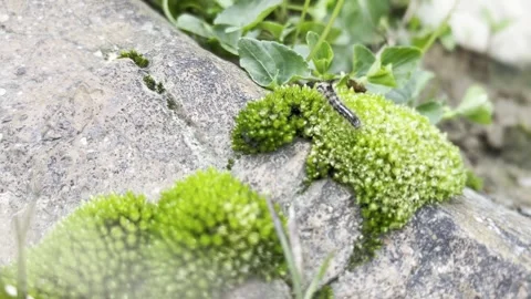 Bugs on moss Stock Footage 232317465