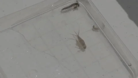 Bugs Moving Around And Getting Picked Up With Tweezers In A Petri Dish Stock Footage 148573215
