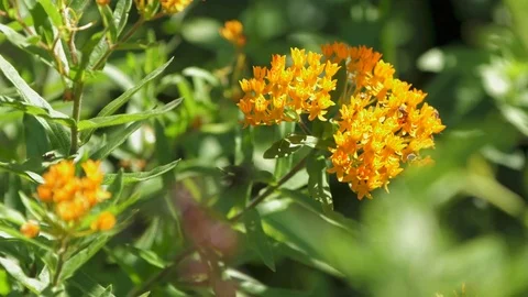 Bugs On Orange Flower Stock Footage 83918093