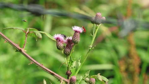 Bugs on a plant Stock Footage 135031554