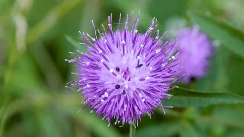 Bugs running through thistles Stock Footage 133464709