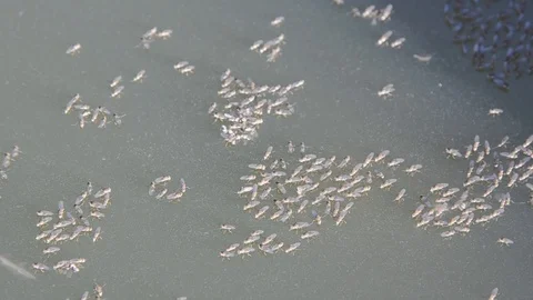 Bugs Shore Fly or Brine Fly on Water Surface. Ephydridae. Ochthera. Stock Footage 97361387