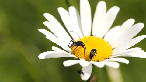 Bugs sitting on flower Stock Footage 136298934
