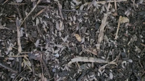 Bugs on soil Stock Footage 113696032