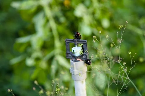 Bugs on a Sprinkler Stock Photos