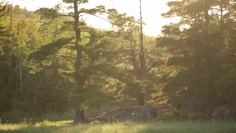 Bugs in Summer Light Vídeo Stock 79624673