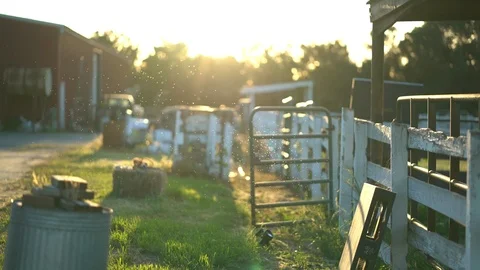 Bugs Swarming, Group of Bugs, Sunny Summer Evening on Countryside Ranch, 4K 库存影片 105422359