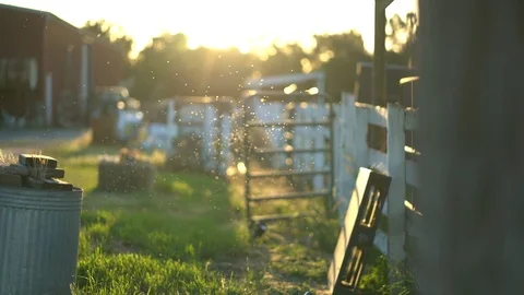 Bugs Swarming, Group of Bugs, Sunny Summer Evening on Countryside Ranch, 4K 库存影片 105422416