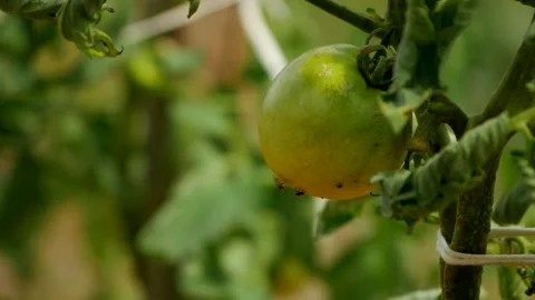 Bugs on Tomatos 스톡 동영상 137325566