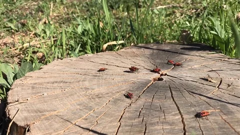 Bugs on a tree stump, timelapse Stock Footage 74134102